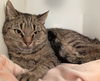 Grace Litchfield - needs a cat buddy, maybe Hope