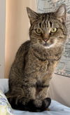 Grace Litchfield - needs a cat buddy, maybe Hope