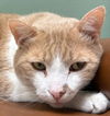 Simba Loudon (must adopt with Tux)