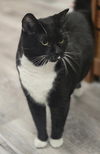 Tux Loudon