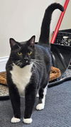 Tux Loudon