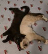 Dante and Bronte