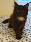 Twinkle - must adopt with Soxie