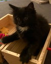 Twinkle - must adopt with Soxie