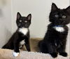 Twinkle - must adopt with Soxie
