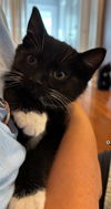 Soxie - must adopt with Twinkle