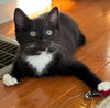 Soxie - must adopt with Twinkle