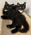 Soxie - must adopt with Twinkle