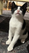 Othello - must adopt with Ophelia