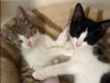 Ophelia - must adopt with Othello