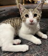 Ophelia - must adopt with Othello