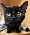 adoptable Cat in hudson, MA named Sadie Duncannon