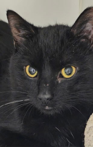 Binx Plantation