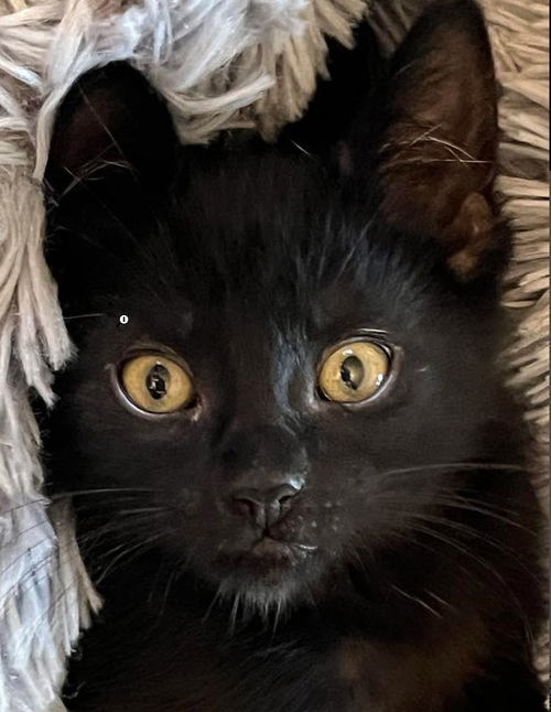 Edgar Waterford (needs a cat buddy)