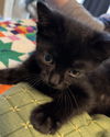 Edgar Waterford (needs a cat buddy)