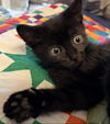 Edgar Waterford (needs a cat buddy)
