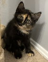 Star Vals - must adopt with Luna