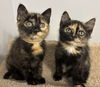Star Vals - must adopt with Luna