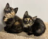 Star Vals - must adopt with Luna
