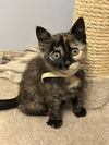 Luna Vals - needs young cat friend