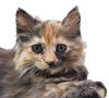 Nova Vals - must adopt with Vega