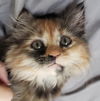 Nova Vals - must adopt with Vega