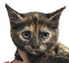 Vega Vals - must adopt with Nova