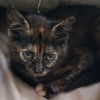 Vega Vals - must adopt with Nova