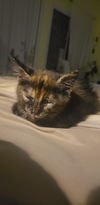 Vega Vals - must adopt with Nova