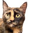 adoptable Cat in  named Lyra Vals
