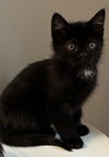 Sky Vals (needs a young cat pal)