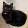 Sky Vals (needs a young cat pal)