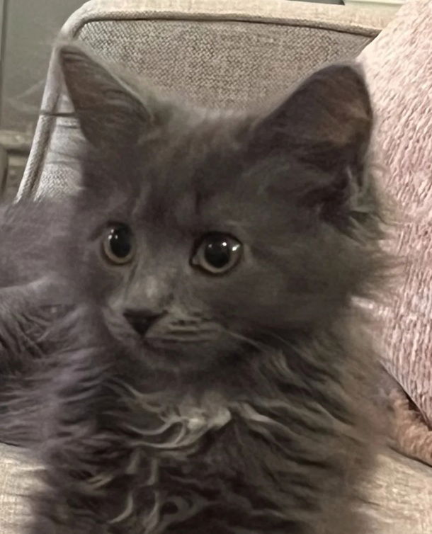 adoptable Cat in Hudson, MA named Grace Bridgeport - must adopt with Graham