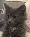 Grace Bridgeport - must adopt with Graham