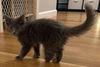 Grace Bridgeport - must adopt with Graham