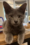 Graham Bridgeport - must adopt with Grace