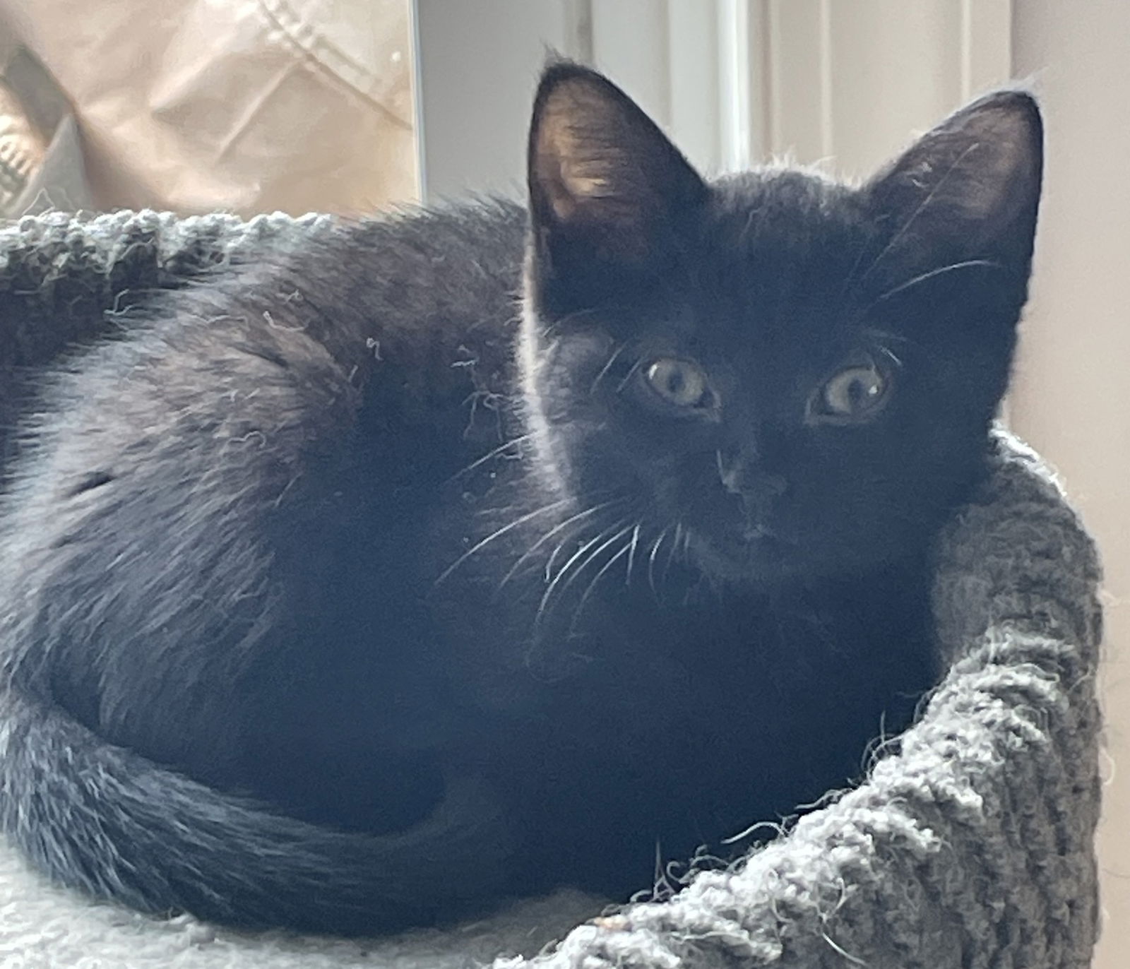 adoptable Cat in Hudson, MA named Salem Beacon - must adopt with Pudding