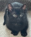 Pudding Beacon - must adopt with Salem
