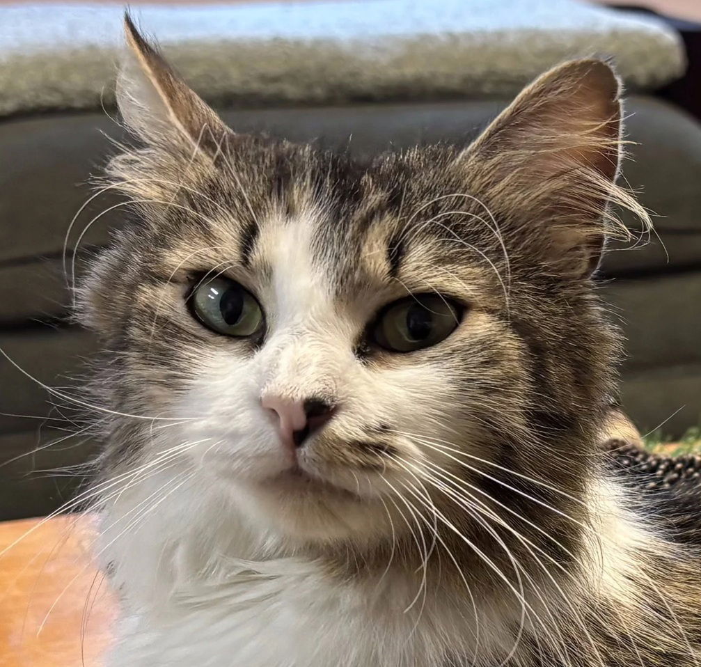 adoptable Cat in Hudson, MA named Maizey