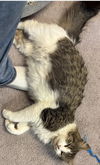 Maizey