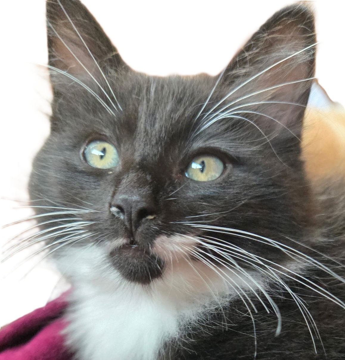 adoptable Cat in Hudson, MA named Pepper Bridgeport - must adopt with Clover