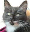 Pepper Bridgeport - must adopt with Clover