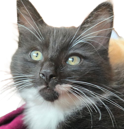 Pepper Bridgeport - must adopt with Clover