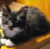 Pepper Bridgeport - must adopt with Clover