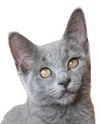 adoptable Cat in Hudson, MA named Clover Bridgeport - must adopt with Pepper