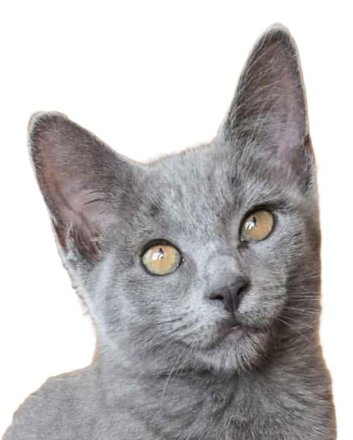 Clover Bridgeport - must adopt with Pepper