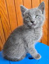 Clover Bridgeport - must adopt with Pepper