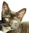 adoptable Cat in hudson, MA named Phoenix Chrome - needs a young cat buddy