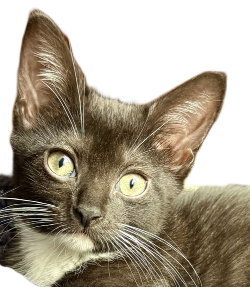 Phoenix Chrome - needs a young cat buddy