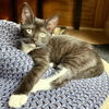 Phoenix Chrome - needs a young cat buddy